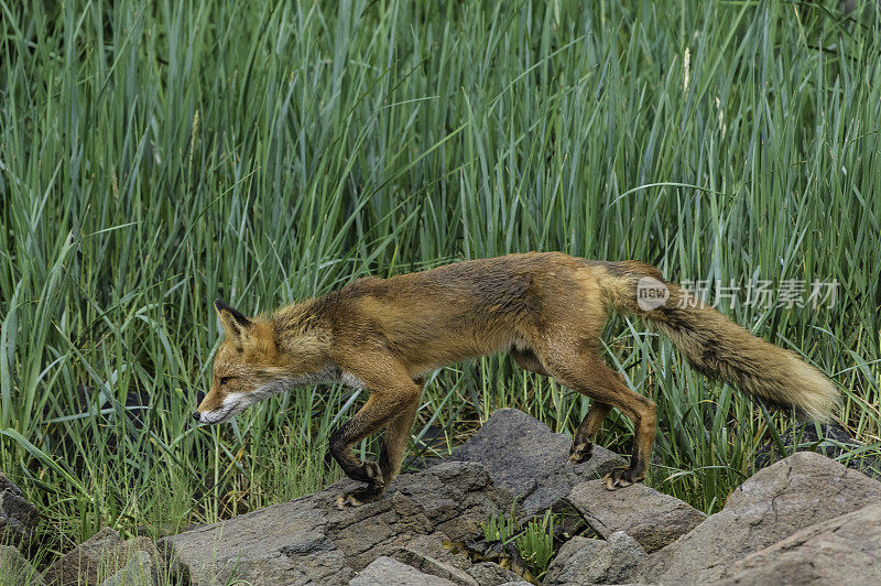 阿拉斯加卡特迈国家公园的库卡克湾，一只名叫Vulpes Vulpes的红狐。